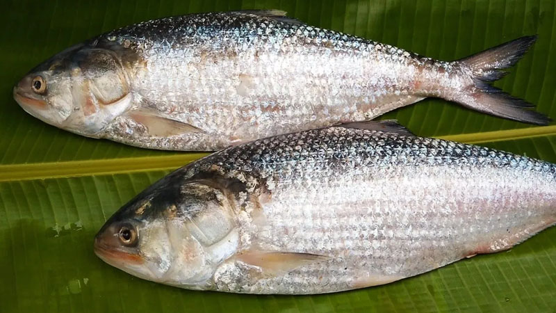ইলিশ 40 2404131306