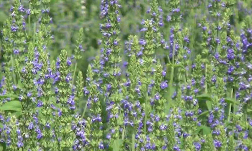 1715886044 586bdd22f113caa8796d7821e53ee0b6