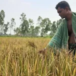 জায়েদ-ফারিয়া জুটি হলে মন্দ হয় না