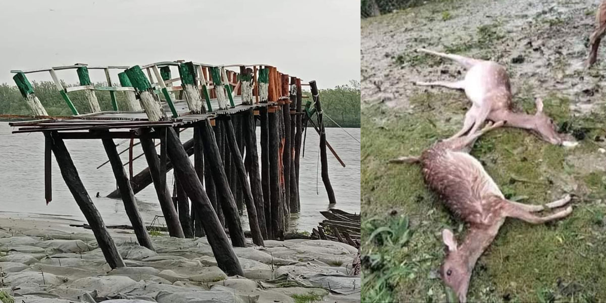 জলোচ্ছ্বাসে ভেসে যাওয়া ১৩ হরিণ উদ্ধার,মারা গেছে শত শত বন্য প্রাণী 6 Untitled