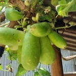 বরিশালে ১০ নারীসহ ২৩ রোগীর দালাল আটক