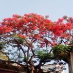 মোটরসাইকেল গাছে