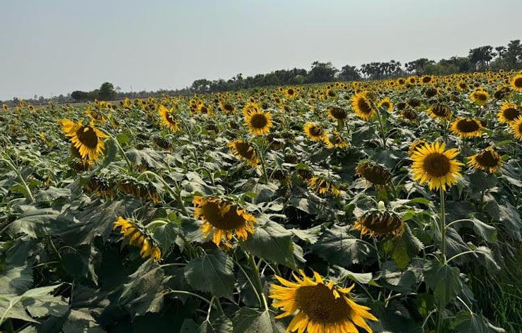 image 138526 1716283569