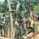 মালয়েশিয়ায় বাংলাদেশি সিন্ডিকেটসহ গ্রেপ্তার ৮