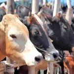 আজ পবিত্র ঈদুল আজহা