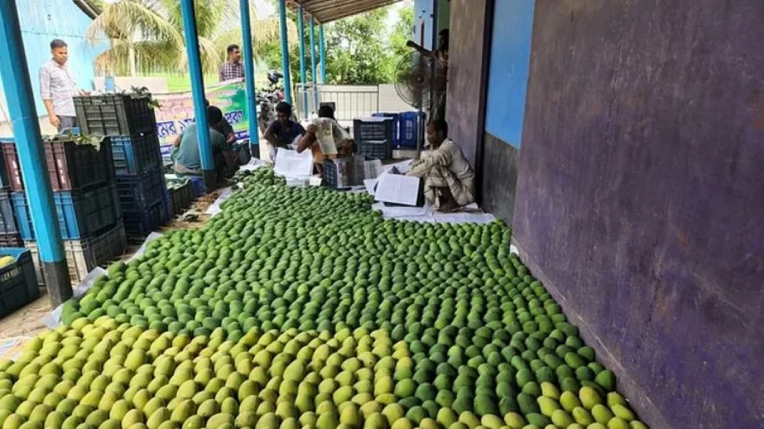 রাজশাহীর বাঘার আম যাচ্ছে ফ্রান্সে 9 b39a2d9996bd821a90806b815879a4be 665f331736ac4