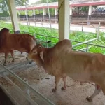 উরফির সঙ্গে পার্টিতে গেলেন অনন্যা