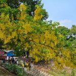 দিলখোলা হাসিতে প্রাণবন্ত রুনা