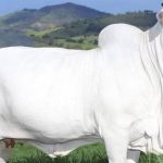 নৌকায় জমজমাট কুরবানি পশুরহাট