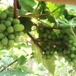 বাংলাদেশেই আত্মগোপনে আছেন মতিউর