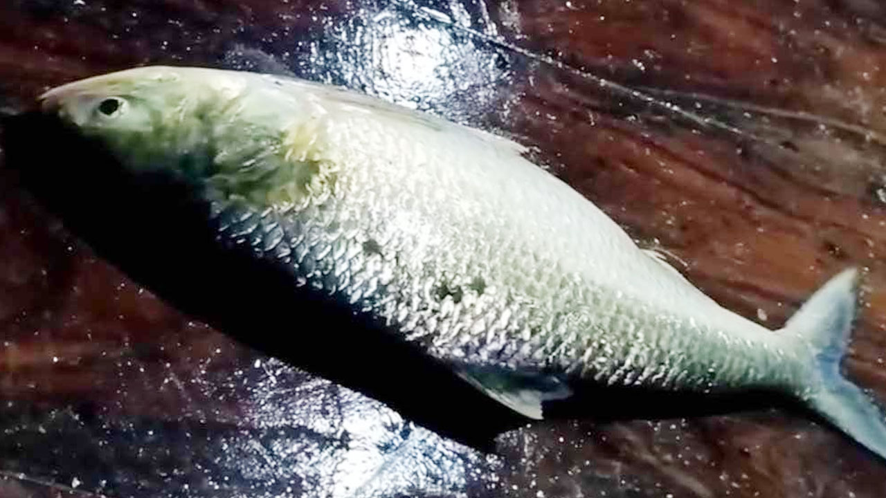 একটি ইলিশ মাছ ৯ হাজার ৩৫০ টাকা