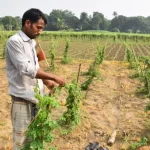 গাছে ফুটে আছে সাদা টগর ফুল