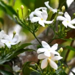 তাল গাছ থেকে রস সংগ্রহ