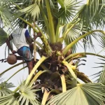বাগানের মাচায় ঝুলছে হলুদ রঙের ঝিঙে ফুল