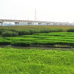 দিনমজুর থেকে ফল ব্যবসায়ী : সততা আর শ্রম দিয়ে মোখলেছ আজ স্বাবলম্বী