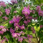মাদ্রাসাগুলোতে প্রযুক্তি শিক্ষার জন্য কাতার চ্যারিটির সহায়তা কামনা করেছেন প্রধান উপদেষ্টা