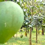 জাতিসংঘে ফিলিস্তিন দ্বি-রাষ্ট্র সমাধান সম্মেলন স্থগিত