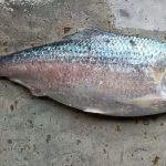 নেছারাবাদ উপজেলা বিএনপির আহ্বায়ক কমিটি বিলুপ্ত ঘোষণা