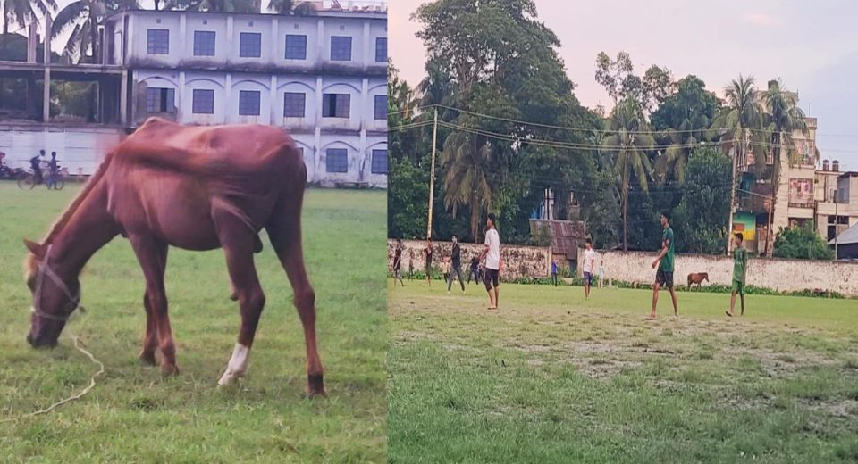 ঝালকাঠিতে খেলার মাঠে ঘোড়ার লাথিতে খেলোয়ার আহত 7 jkt