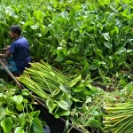সরকারি নিষেধাজ্ঞা উপেক্ষা করে অবাধে ইলিশ শিকার