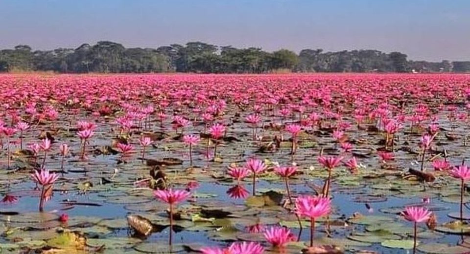 রক্ষণাবেক্ষণের অভাবে সৌন্দর্য হারাচ্ছে শাপলার বিল 5 লাল শাপলা