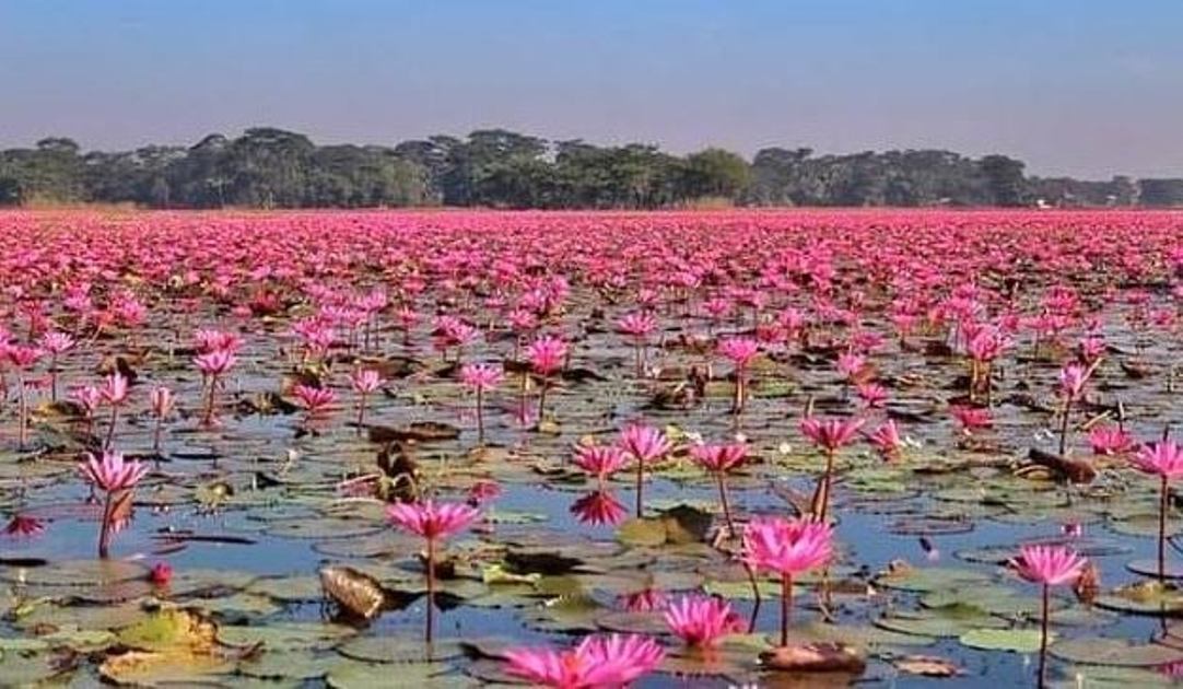 লাল শাপলা