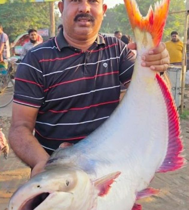 রাজবাড়ী জেলার গোয়ালন্দের দৌলতদিয়ায় পদ্মা নদীর প্রায় ২৬ কেজি ওজনের একটি বড় পাঙ্গাশ মাছ নিলামে বিক্রি হয়েছে