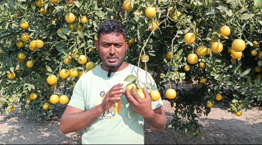 জীবননগরে হলুদ জাতের মাল্টা চাষে তরুণ উদ্যোক্তাদের সাফল্য