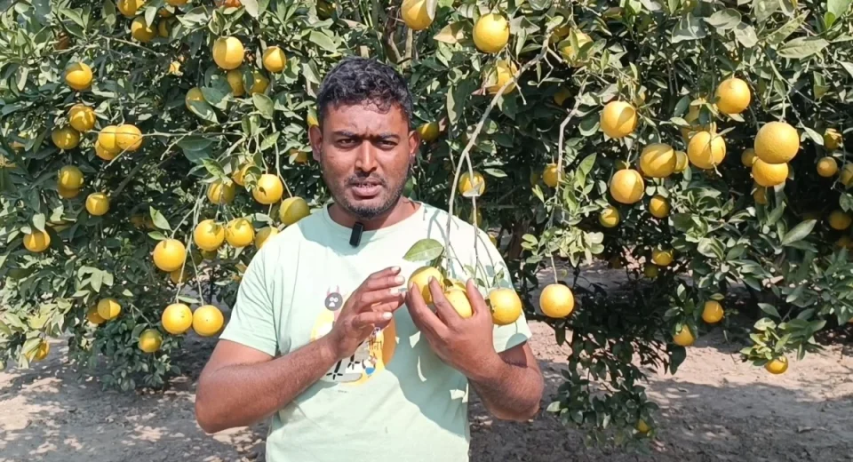 জীবননগরে হলুদ জাতের মাল্টা চাষে তরুণ উদ্যোক্তাদের সাফল্য