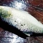 বিব্রত মমতাজ