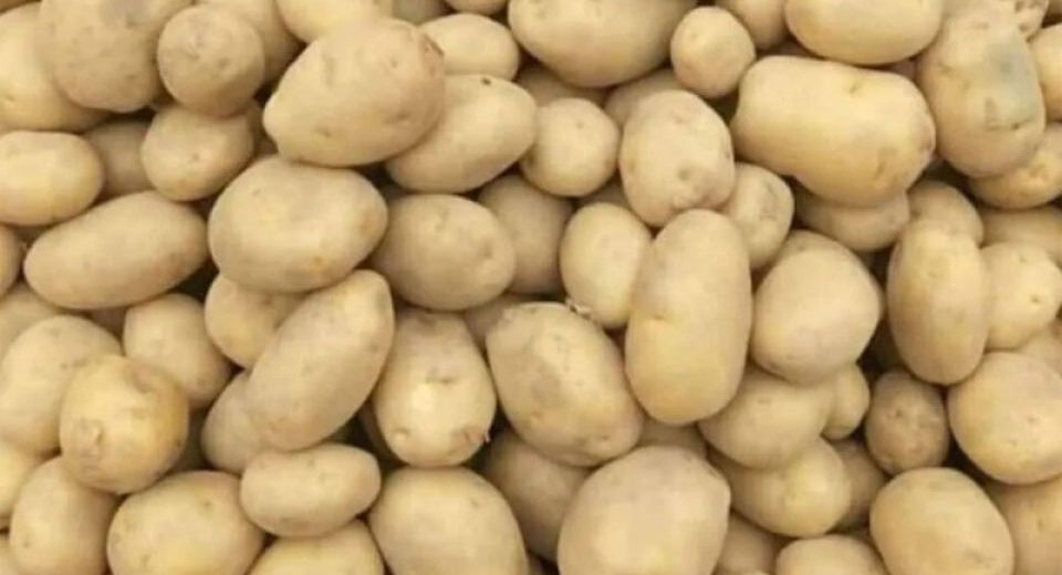 আলু