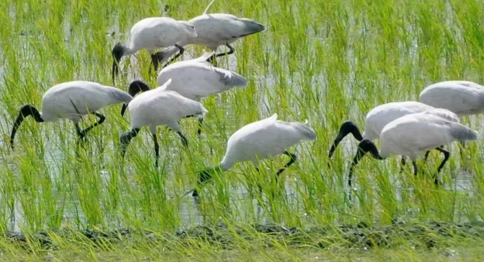 ‘কালামাথা কাস্তেচরা’ পাখি বিপন্ন পাখিদের তালিকায় 13 8c79fcc501cf766c72c58996194d1cfc 67cb15a460851