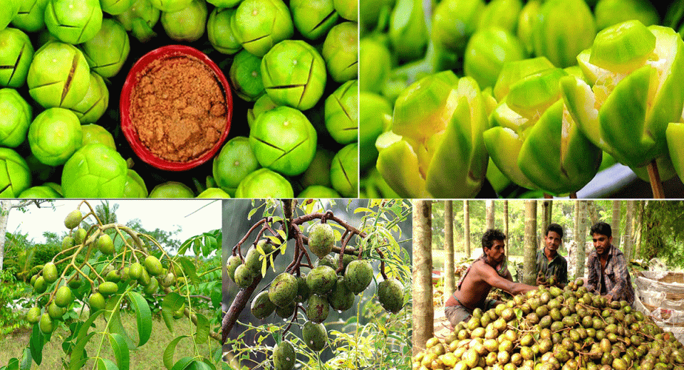 Barisal Amra আমড়া