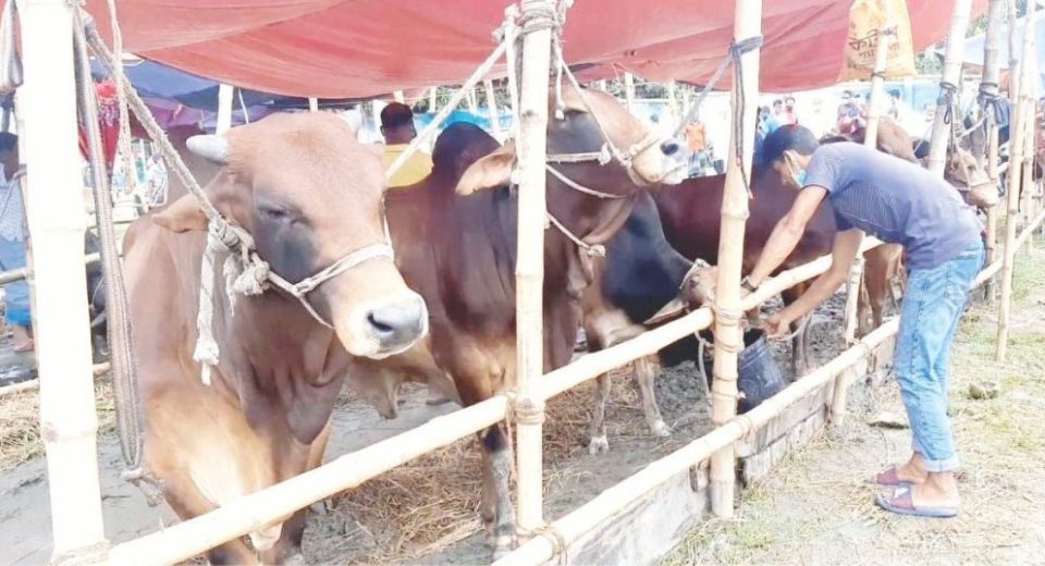 বরিশালে কোরবানির পশুর হাট