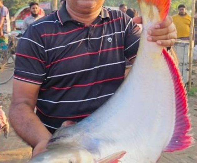 রাজবাড়ী জেলার গোয়ালন্দের দৌলতদিয়ায় পদ্মা নদীর প্রায় ২৬ কেজি ওজনের একটি বড় পাঙ্গাশ মাছ নিলামে বিক্রি হয়েছে